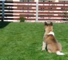 Whisky 10 weeks