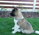 Whisky 10 weeks