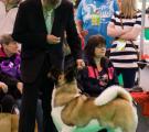 Whisky Crufts 2011