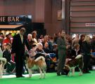 Whisky Crufts 2011