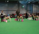 CACIB show Ceske Budejovice